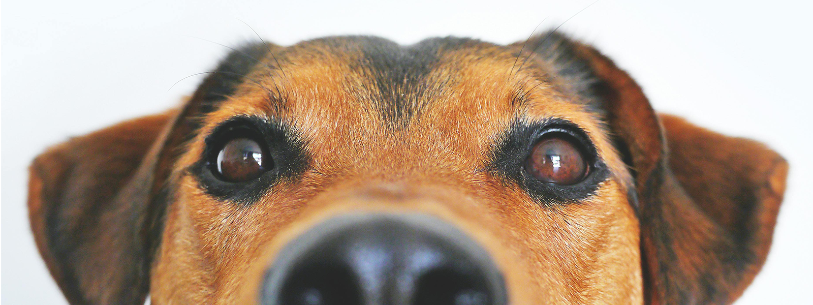 home insurance and dogs